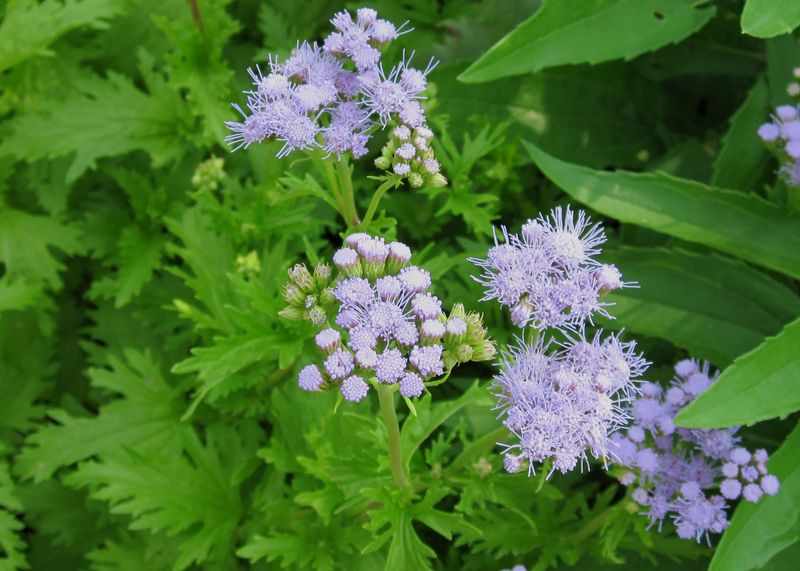Gregg's Mistflower Builds A Soft, Lively Ground Layer