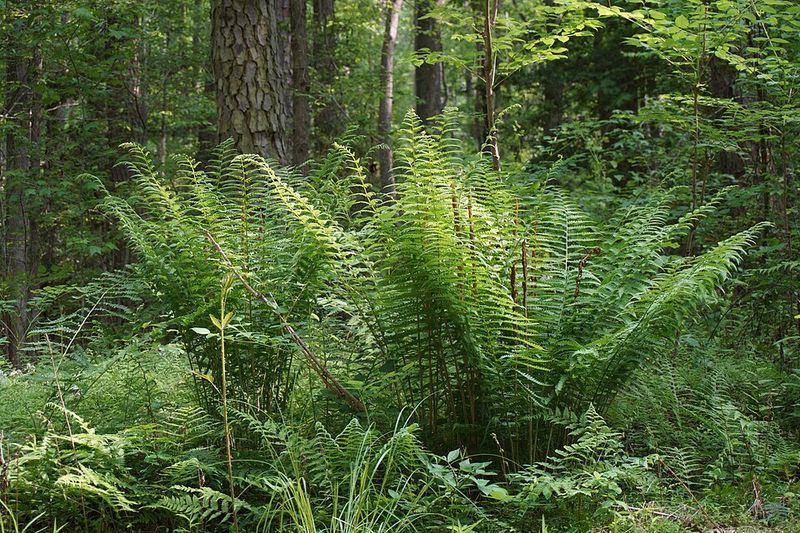 Native Ferns Create Shady Spaces Fireflies Favor