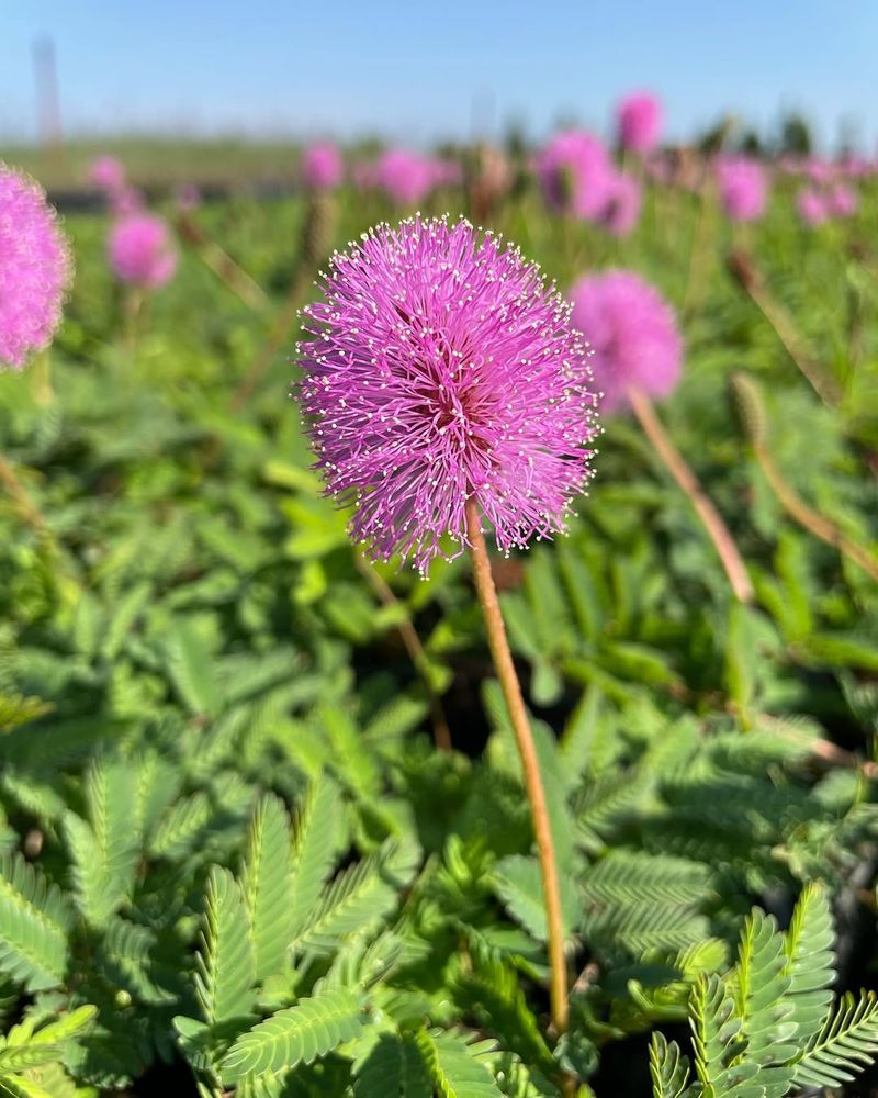 Sunshine Mimosa Spreads Fast And Creates A Soft Ground Layer