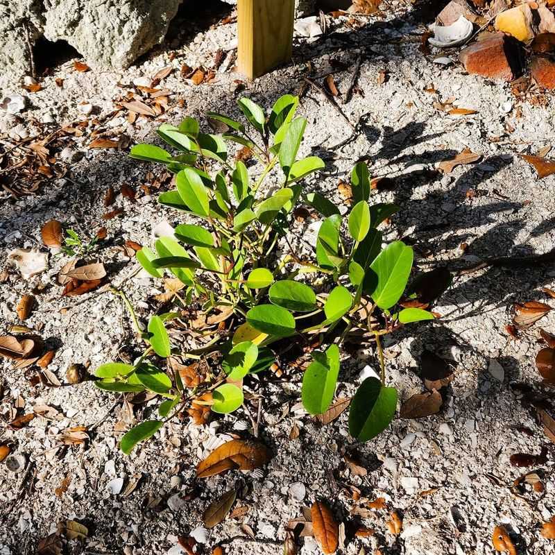 Railroad Vine Is Beating St. Augustine In Coastal Sand