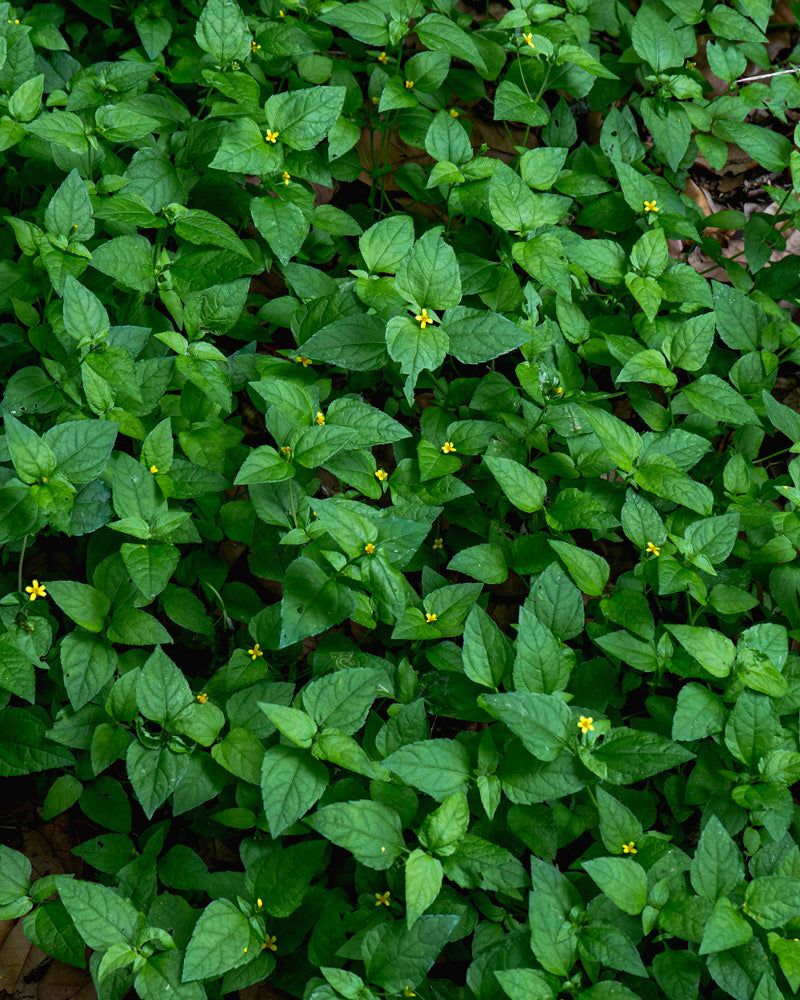 Horseherb (Calyptocarpus Vialis)