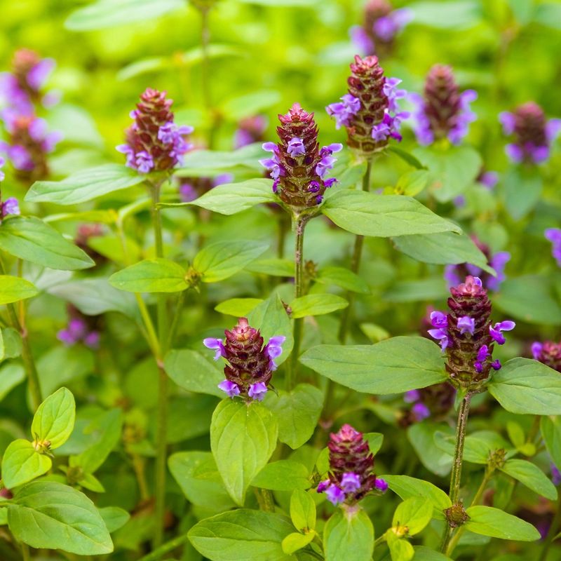 Self Heal Naturalizes Easily And Supports Native Bees