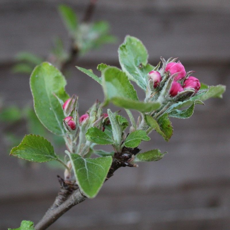 Cold Nights Can Reduce Fruit Set Significantly