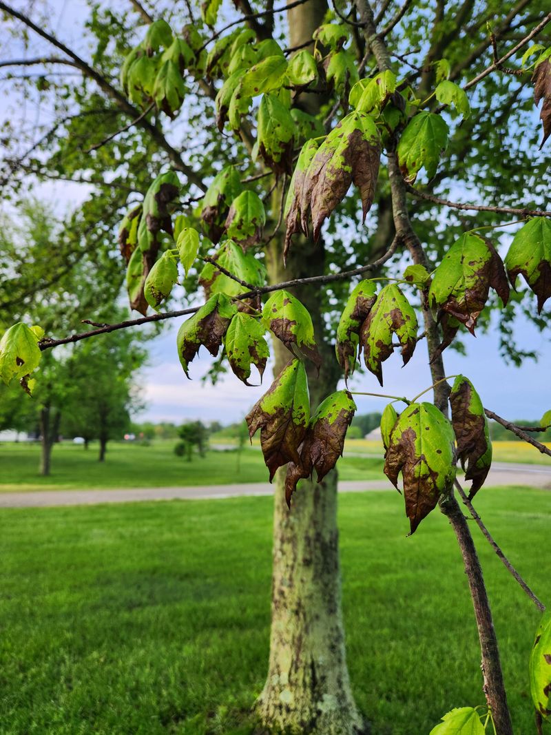 Leaf Burn Appears Within Hours