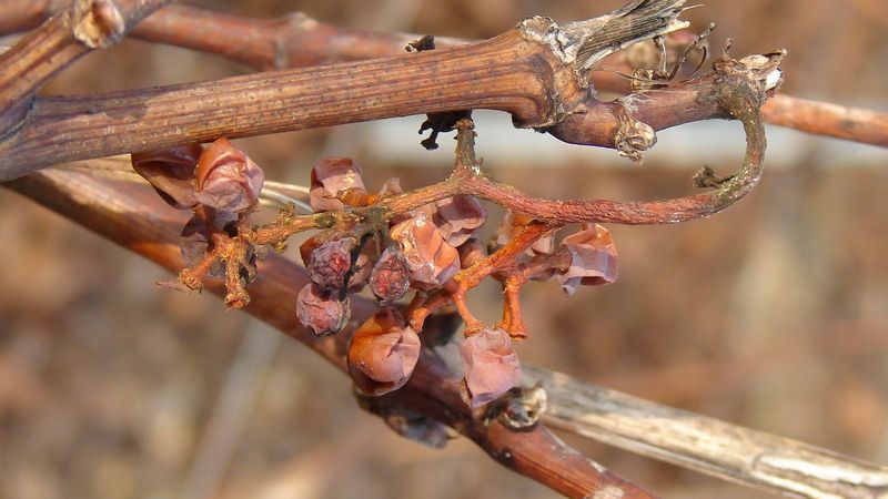 Healthy Plants Can Still Produce After Partial Damage