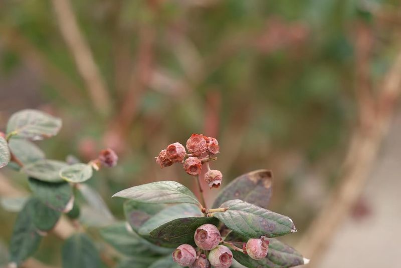 Not All Blueberry Varieties Respond The Same To Cold
