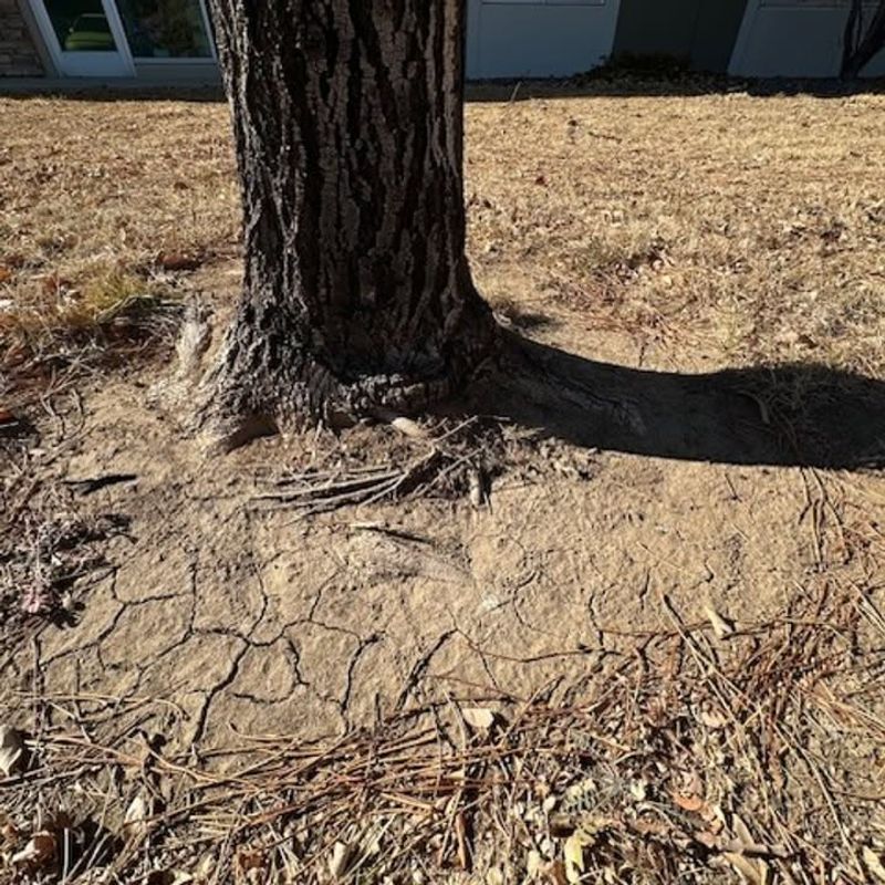 Late Fall Drought Weakens Plants Before Winter