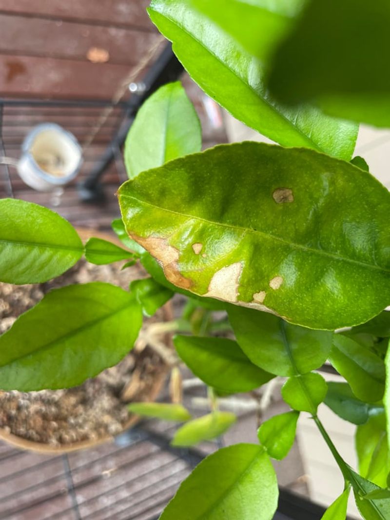 Leaf Edges Turn Brown And Crispy