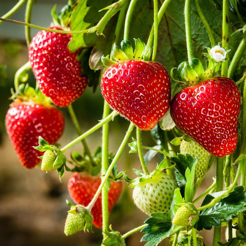Strawberries (Fragaria x ananassa)