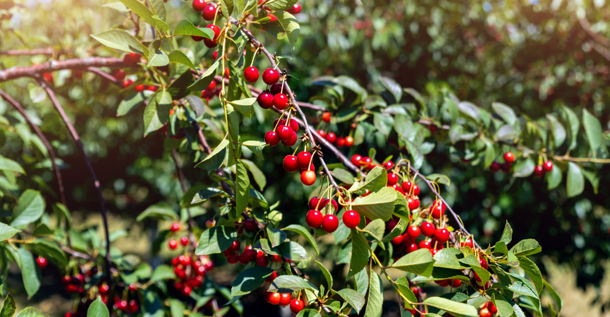 cherry tree