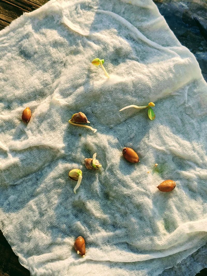 Citrus Seeds (Lemon And Orange)
