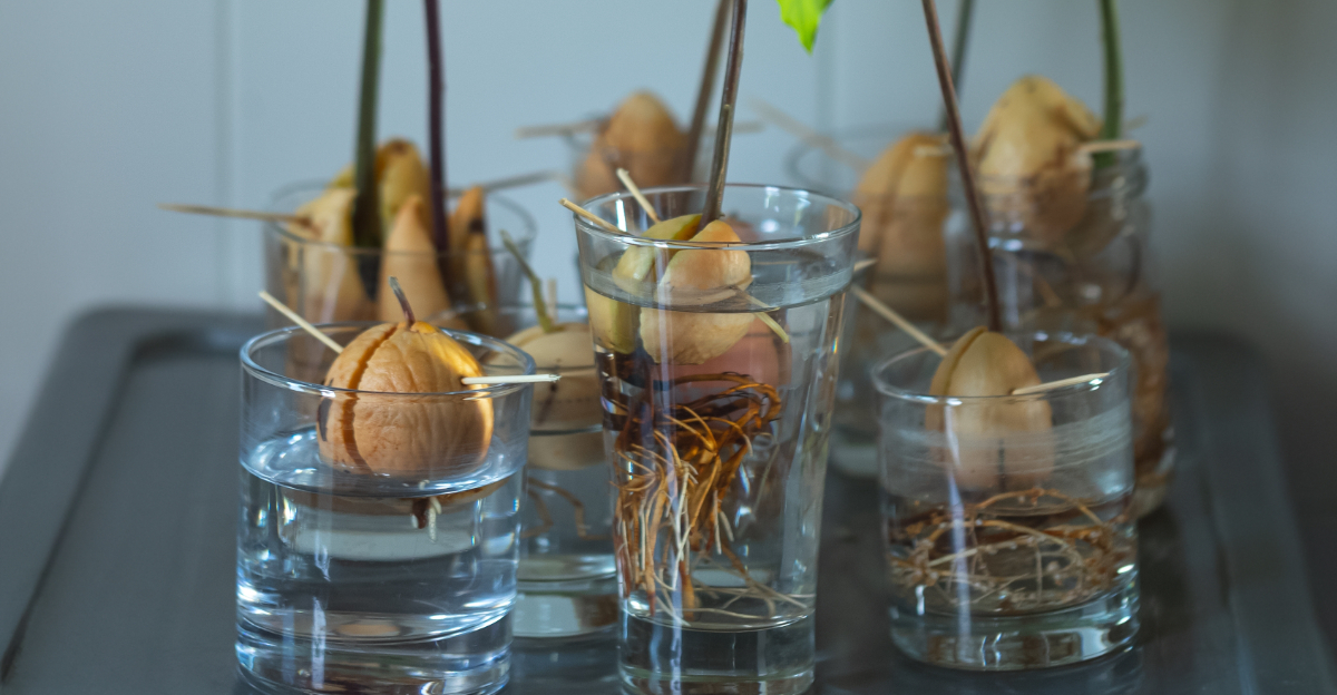 germinating avocado