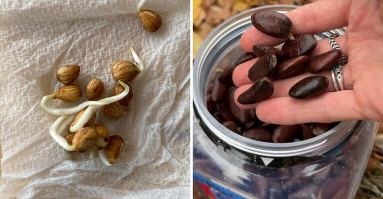 Fruit Seeds You Can Germinate In Water That Work In Michigan