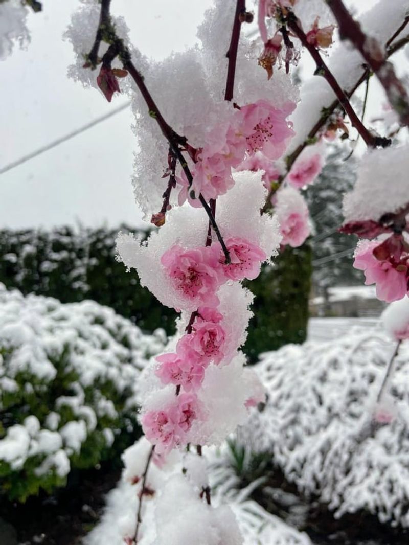 Repeated Frost Nights Stack Up The Losses