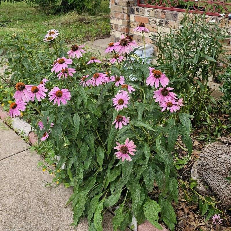 Perennials Respond Well To Light Fertilizer
