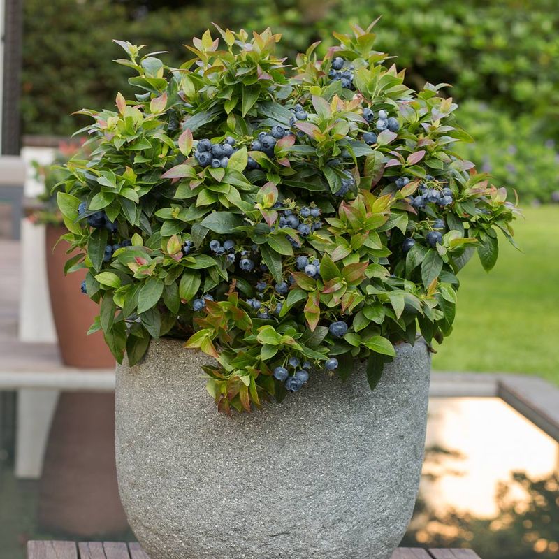 Blueberries Need An Acidic Boost Early In The Season