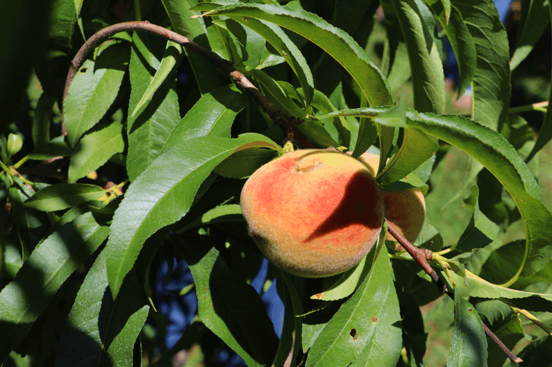 Peach Trees