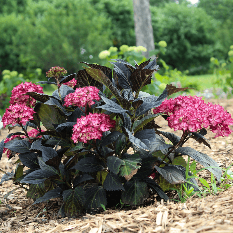 Hydrangea Needs Protection From Intense Afternoon Sun