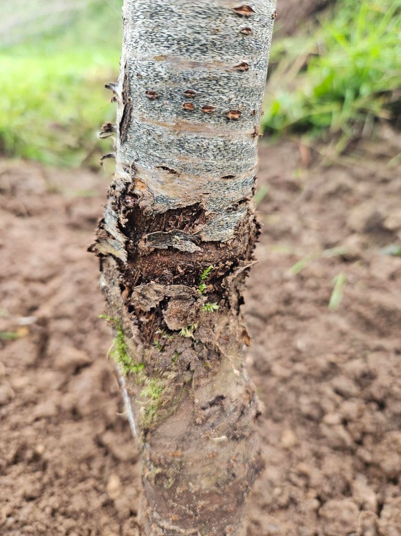 Poor Drainage Can Limit Tree Growth