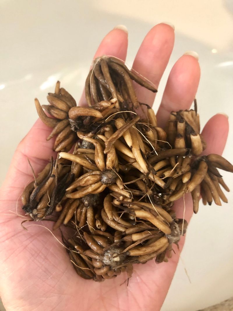 Soaking Corms Before Planting Can Improve Sprouting