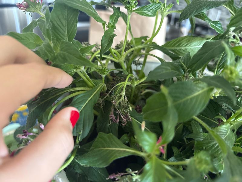 A Quick Trim Can Keep The Flowers Coming