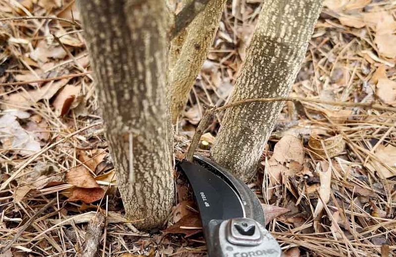 Light Pruning Removes Weak Growth Before Fruit Sets