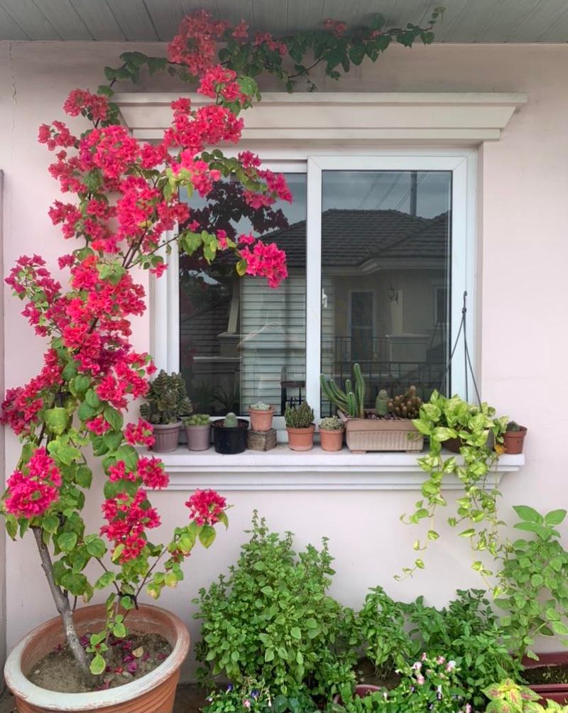 Deep Watering Encourages Strong Roots In Dry Desert Soil