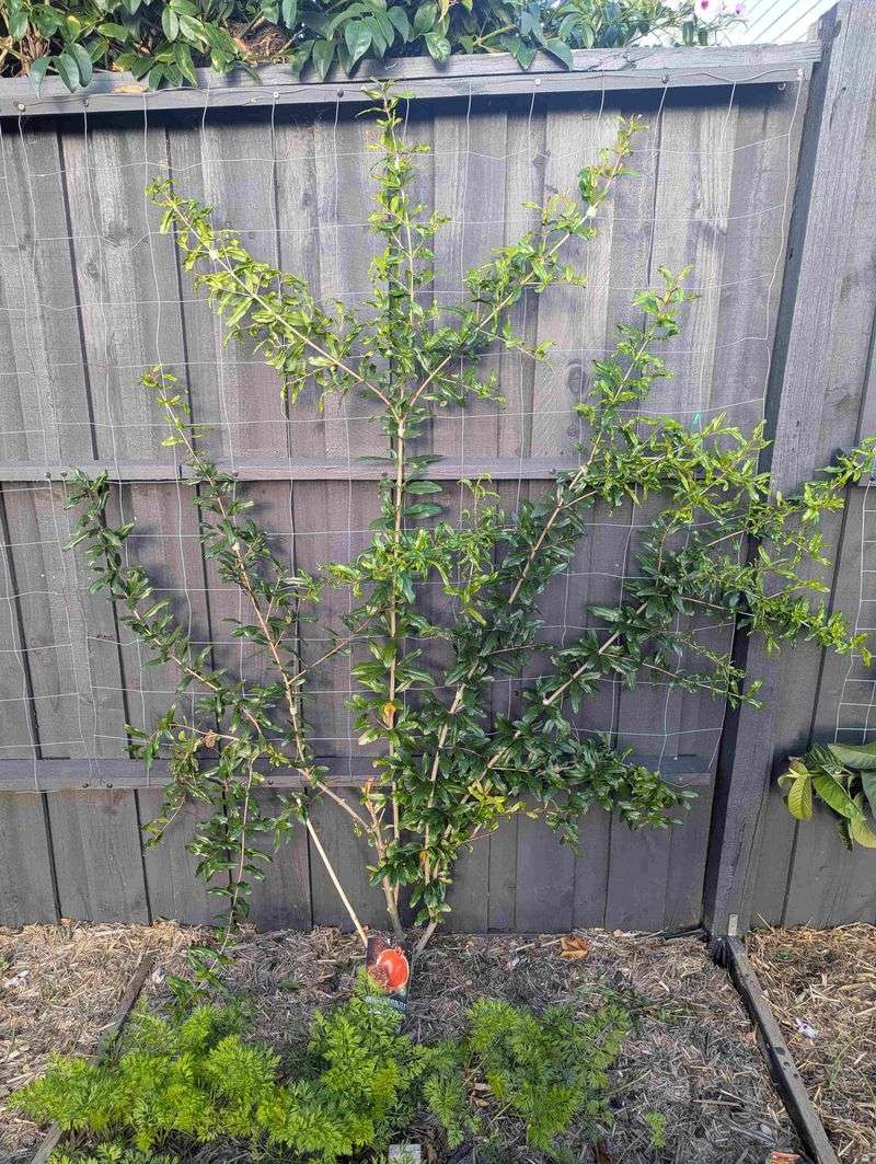 Proper Pruning Opens The Canopy And Boosts Fruit Production