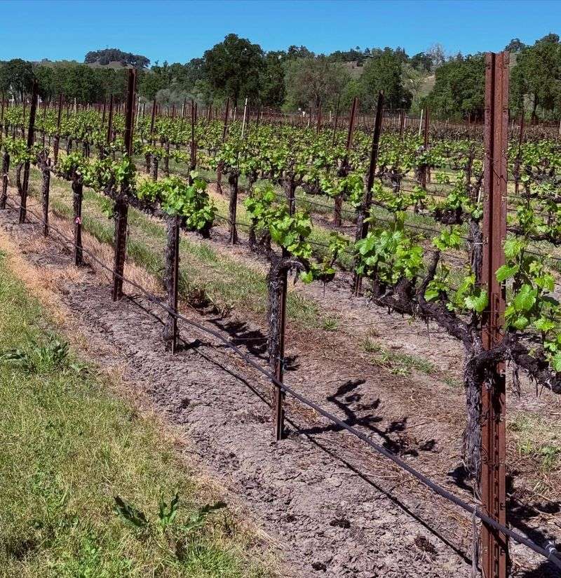 Deep Infrequent Watering Builds Strong Roots And Better Fruit