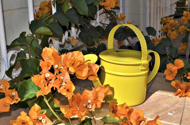 Deep Watering Helps Roots Establish Before Intense Heat Arrives