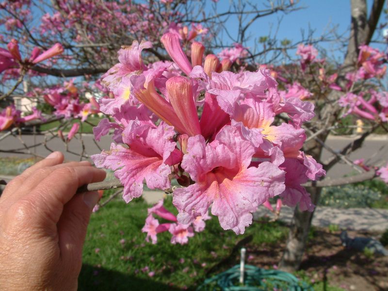 Different Pink Trumpet Trees Bloom On Slightly Different Schedules