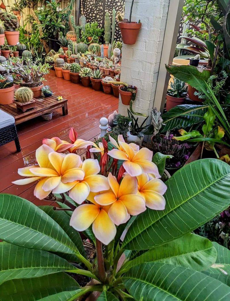 Fast-Draining Potting Mix Protects Plumeria Roots