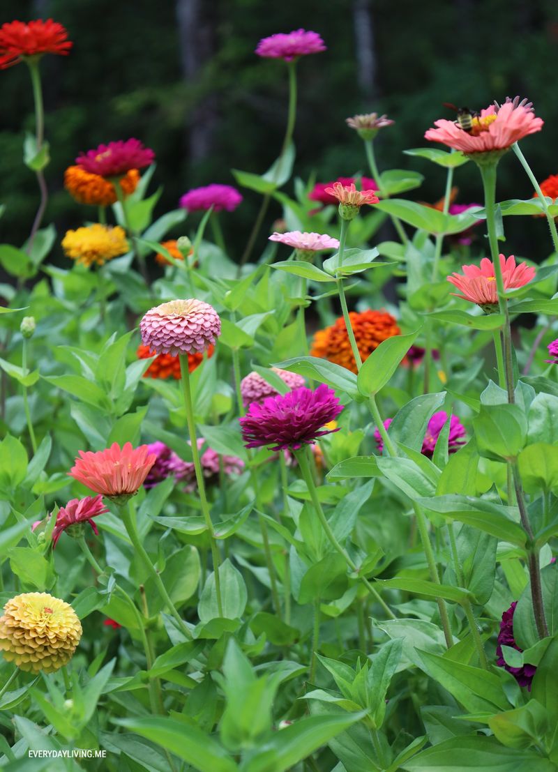 Direct Sowing Beats Transplanting Every Single Time For Zinnias