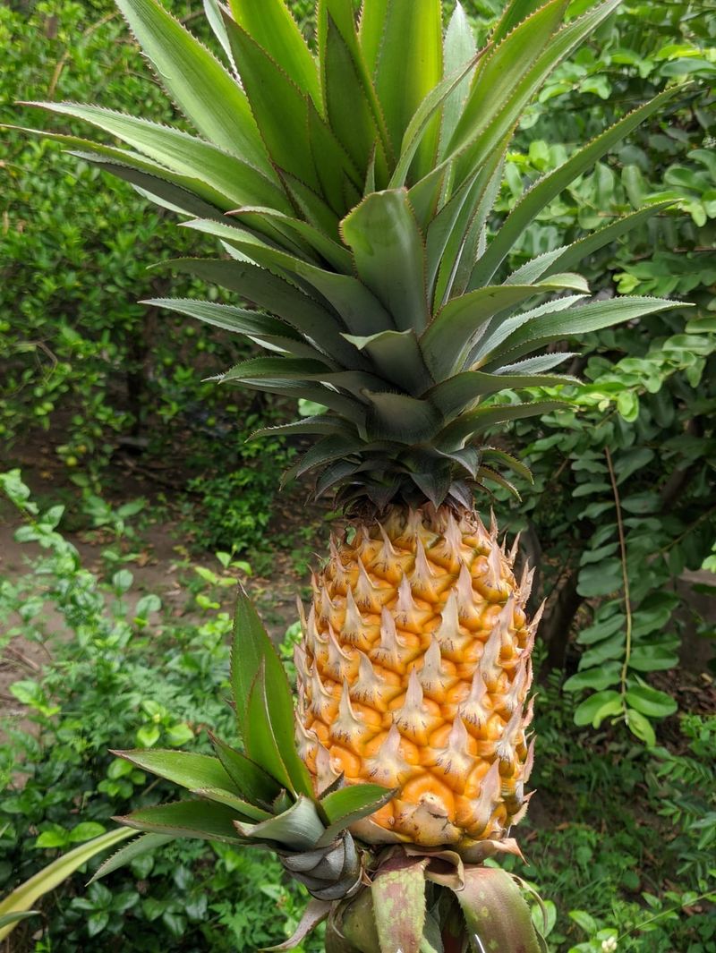 Good Drainage Keeps Pineapple Happier In Florida