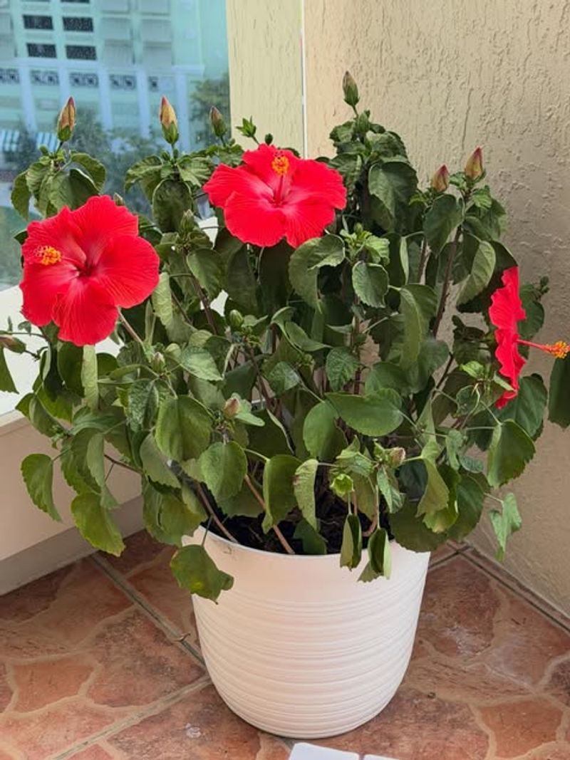 Bright Indirect Light Indoors Helps Maintain Healthy Leaves And Buds