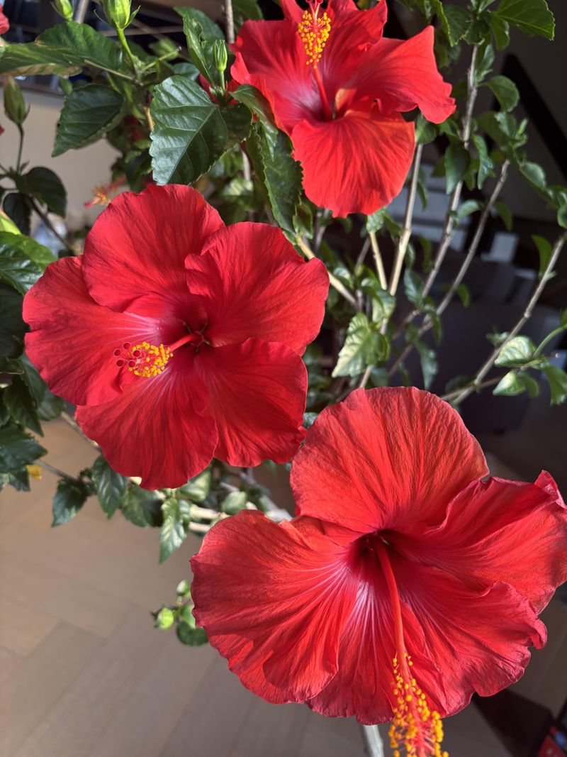 Bright Light Indoors Keeps Plants Healthy And Flowering Bright Light Indoors Keeps Plants Healthy And Flowering