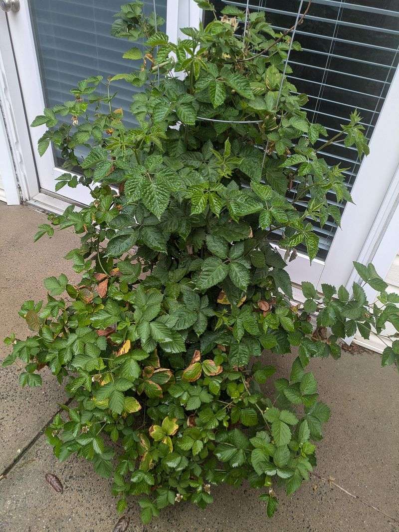 Consistent Watering And Feeding Keep Plants Productive