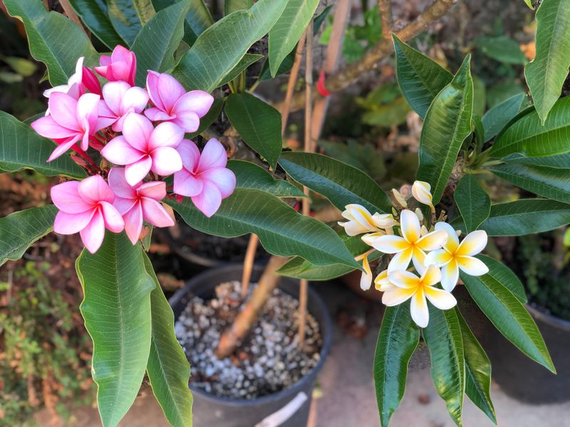 Water Deeply But Let Soil Dry Between Watering