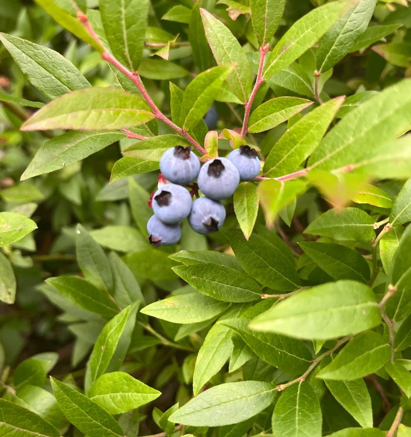 Moist But Well-Drained Soil