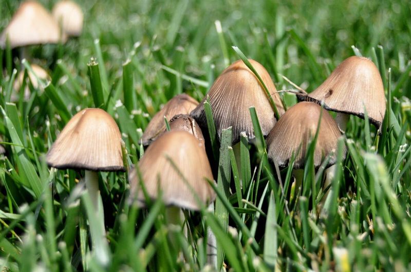 Mushrooms Often Show Up In Undisturbed Soil