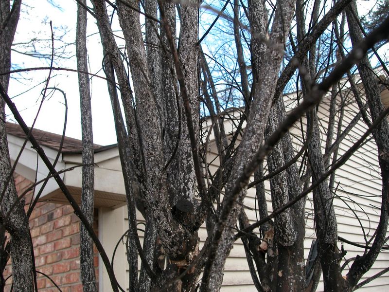 Black Sooty Mold On Bark And Leaves