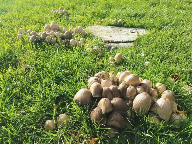 Mushrooms Mean Your Lawn Has Good Moisture Retention
