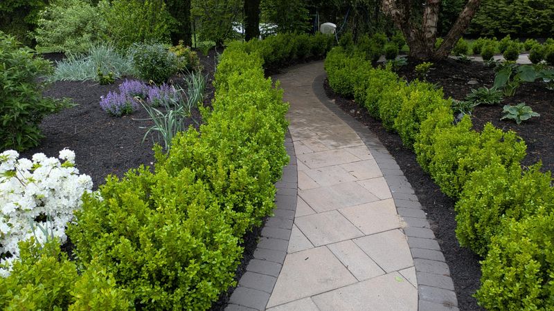 Avoid Overhead Watering To Reduce Leaf Wetness And Infection Risk