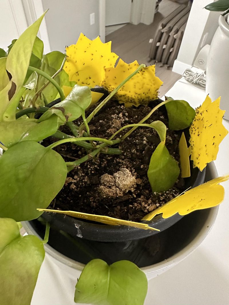 Overwatering Creates The Ideal Environment For Infestations