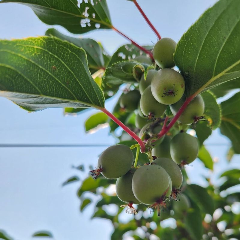 Hardy Kiwi Vines Grow Well With Proper Support