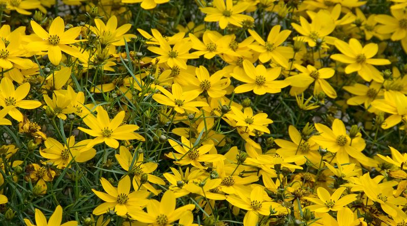 Coreopsis Keeps The Yard Looking Lively On Its Own