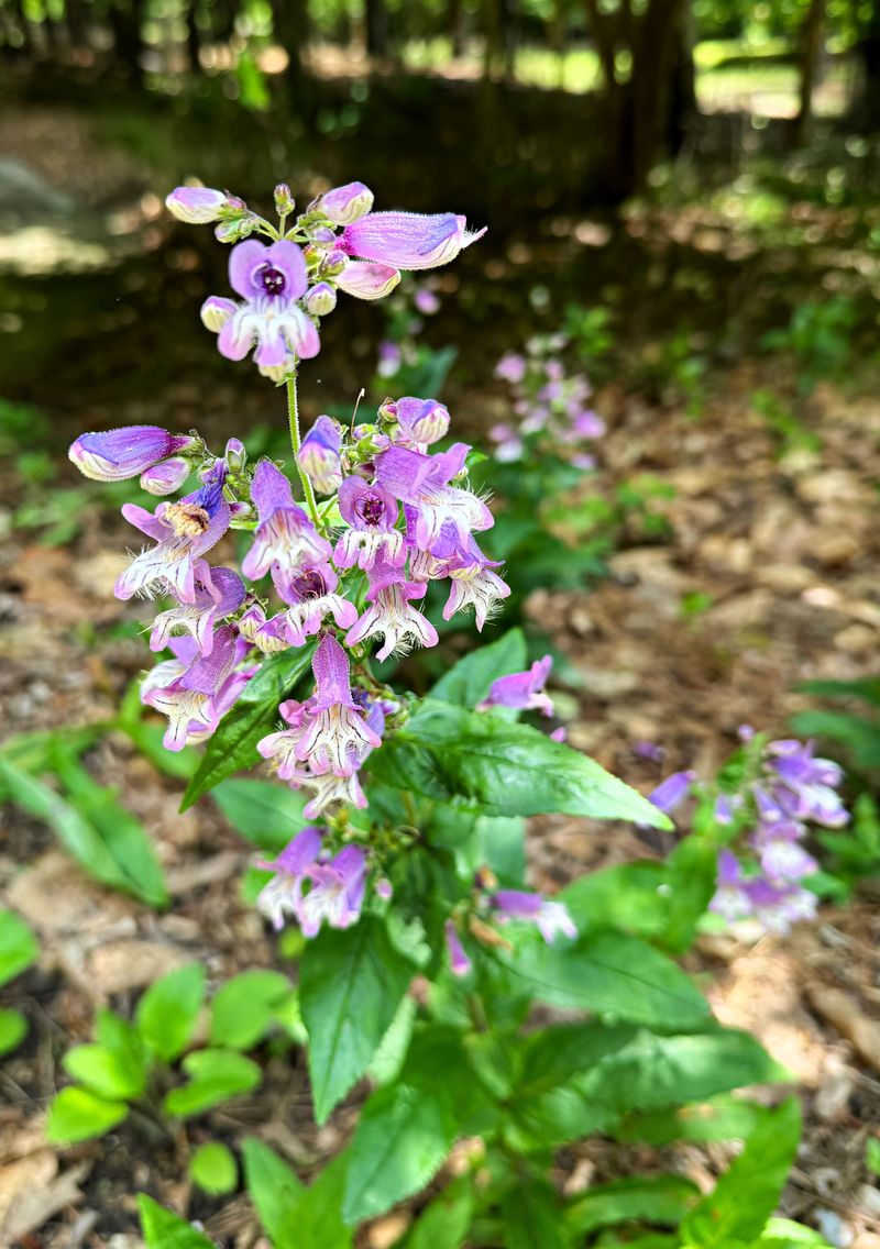 Penstemon Brings Upright Blooms And Interest