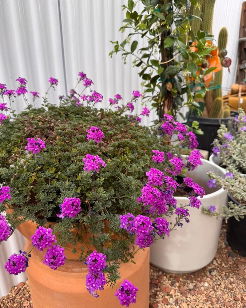 Verbena Spreading Color All Season Long