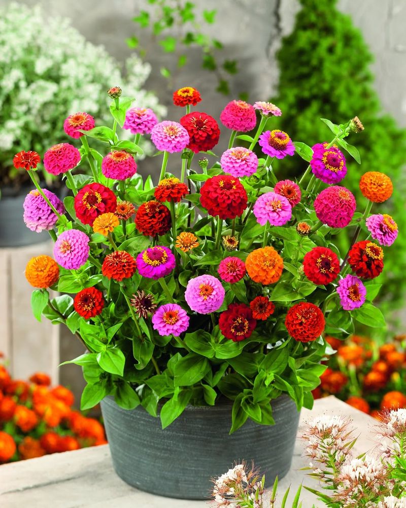 Zinnia Grows Easily In Containers With Good Drainage
