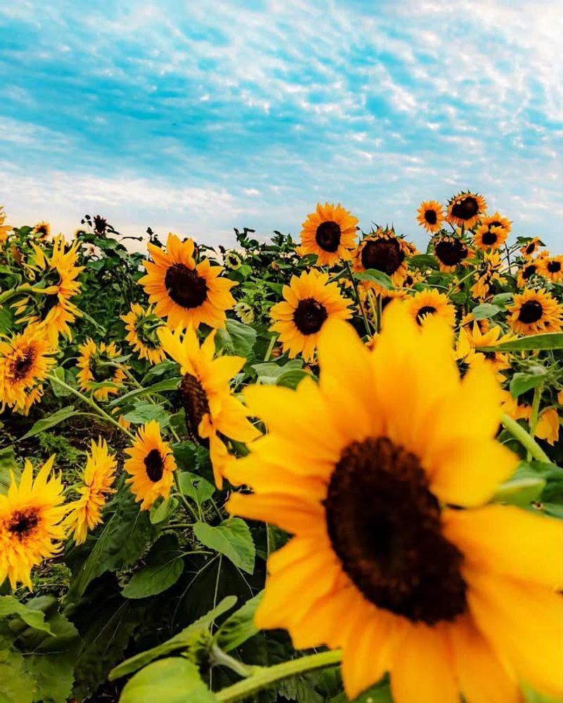 Sunflower Standing Tall With Giant Blooms
